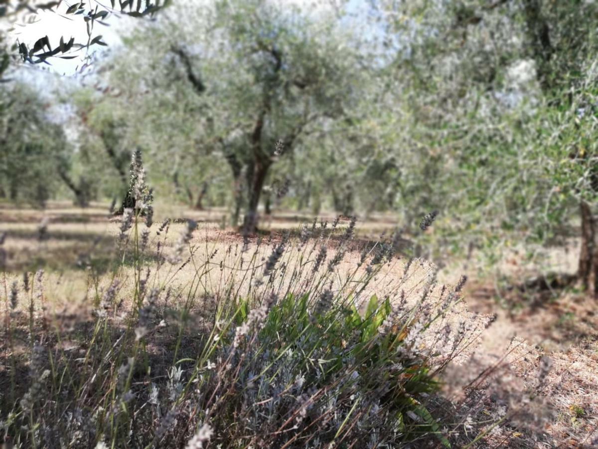 Nel Chianti Lungo La Francigena Lägenhet Colle Val D'Elsa Exteriör bild